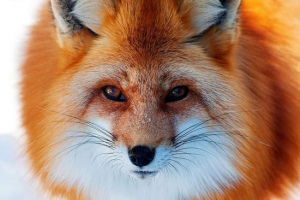 Rosyjska genetyka udana do lisa domowego